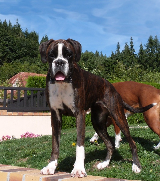 Halinoé Du puits calin