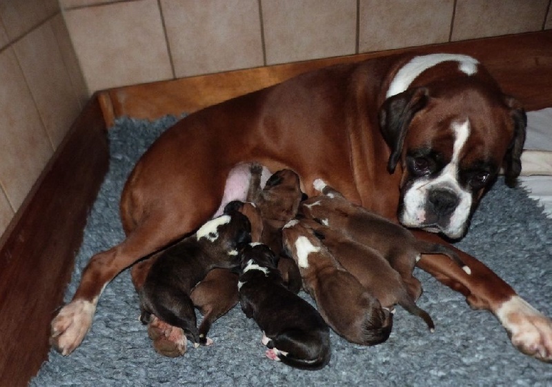 Du puits calin - Boxer - Portée née le 04/02/2016