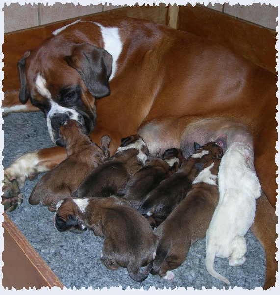 Du puits calin - Boxer - Portée née le 07/11/2013