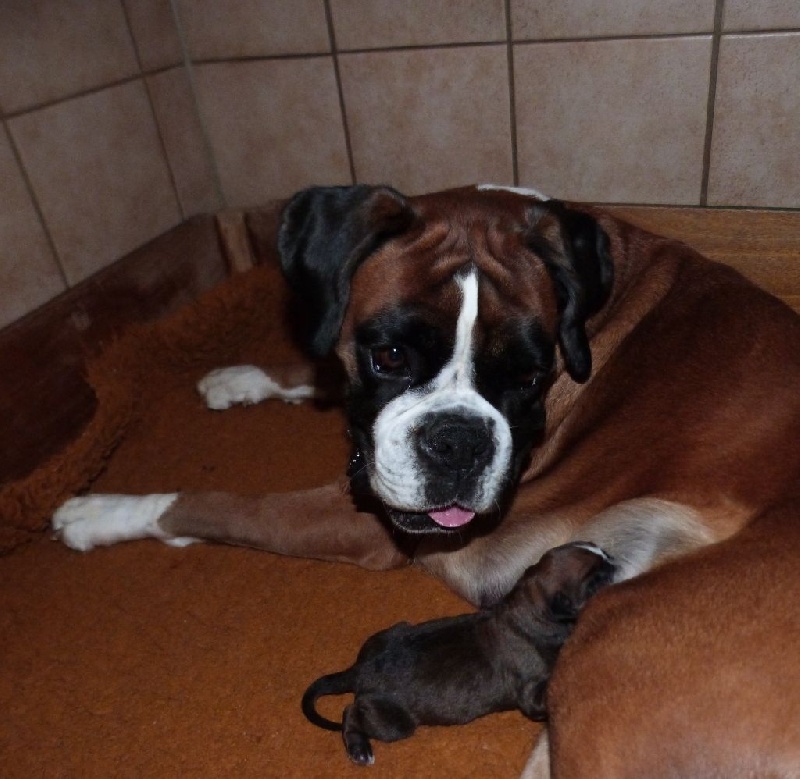 Du puits calin - Boxer - Portée née le 09/09/2016