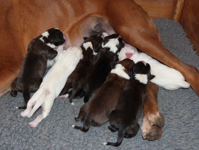 Du puits calin - Boxer - Portée née le 01/02/2015