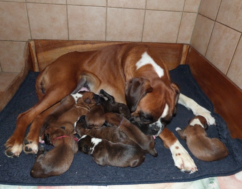 Du puits calin - Boxer - Portée née le 24/05/2013
