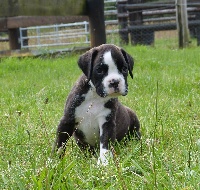 Jango du Puits Câlin