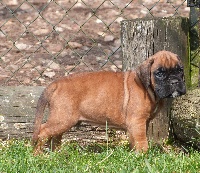 Iello du Puits Câlin