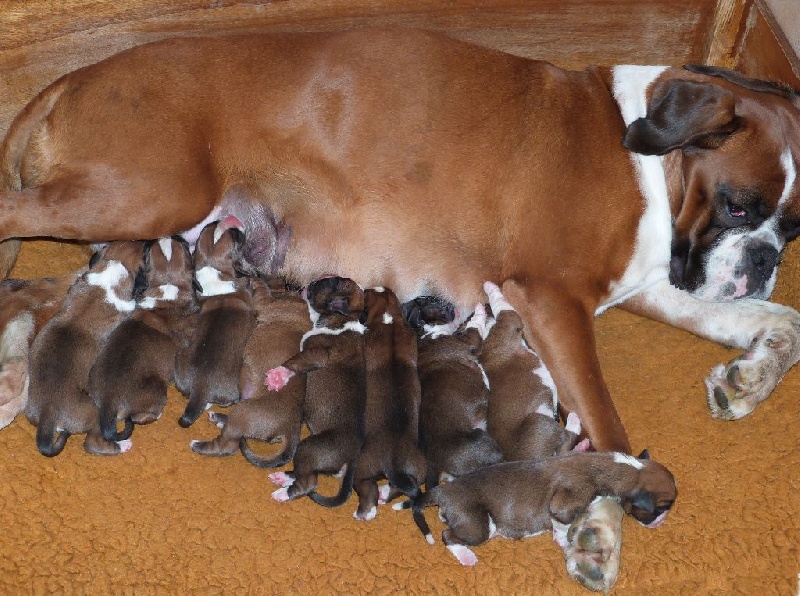 Du puits calin - Boxer - Portée née le 09/05/2015