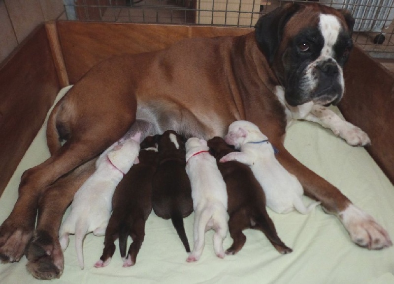 Du puits calin - Boxer - Portée née le 15/10/2015