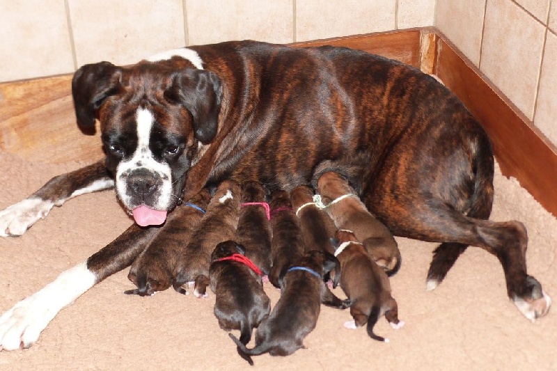 Du puits calin - Boxer - Portée née le 31/07/2015