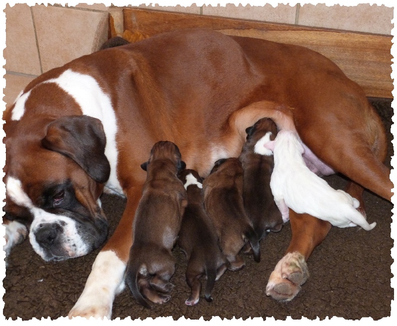 Du puits calin - Boxer - Portée née le 15/02/2013