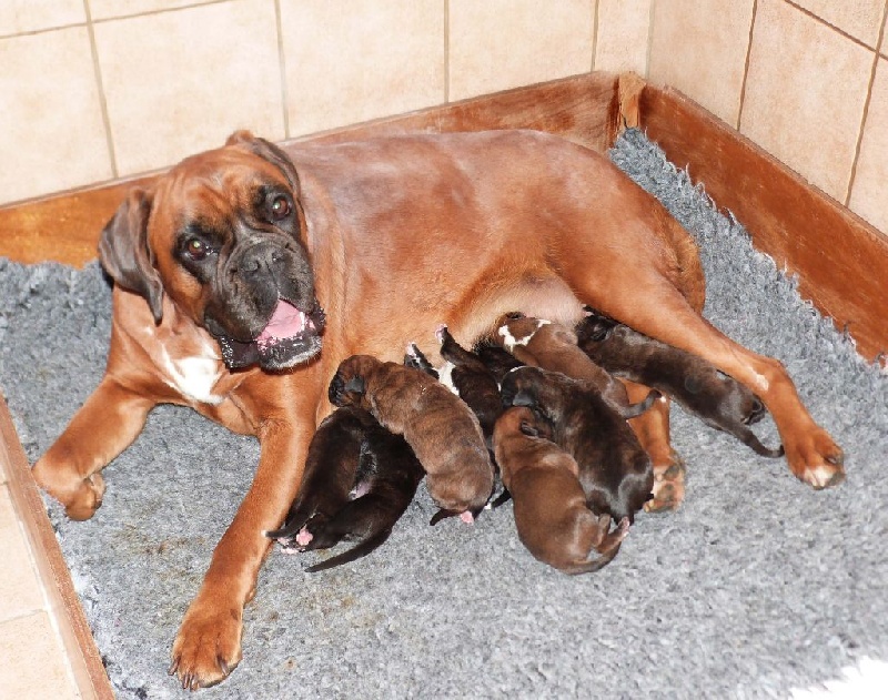Du puits calin - Boxer - Portée née le 22/05/2016