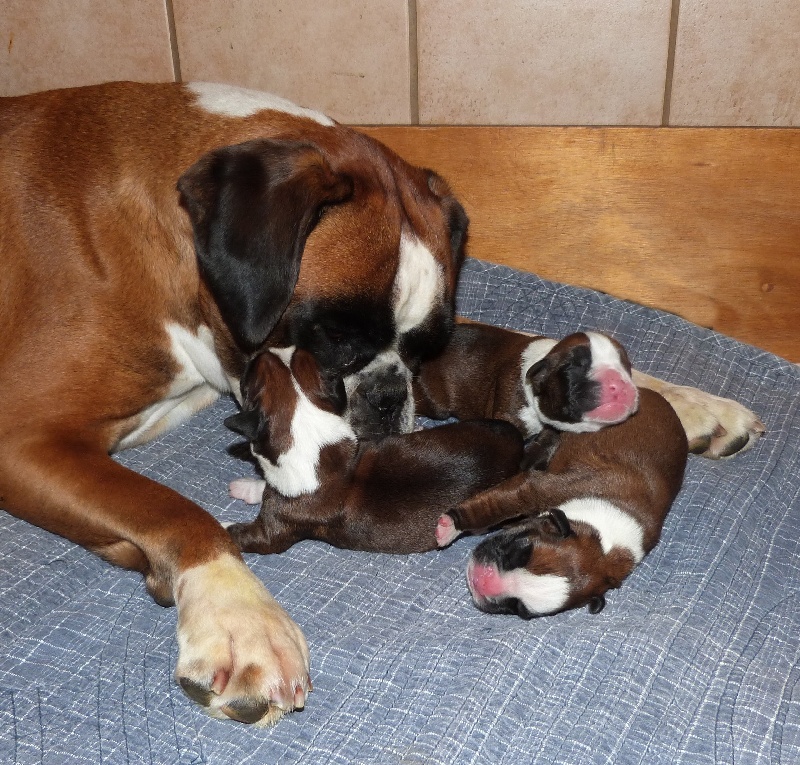 Du puits calin - Boxer - Portée née le 18/05/2013