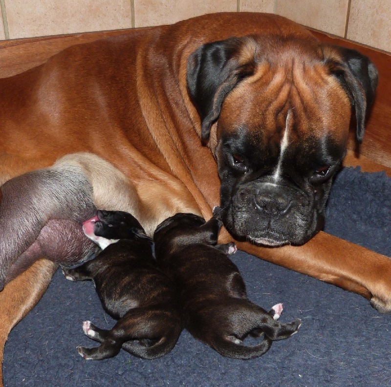 Du puits calin - Boxer - Portée née le 09/05/2013